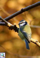 Blaumeise (Cyanistes caeruleus) am Ufer des Baldeneysees