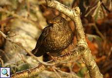 Weibliche Amsel (Turdus merula) am Ufer des Baldeneysees