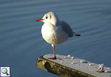 Lachmöwe (Chroicocephalus ridibundus) am Baldeneysee