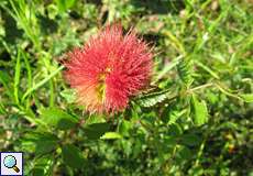 Gallapfel der Gemeinen Rosengallwespe (Diplolepis rosae) an einer Hecken-Rose (Rosa corymbifera)