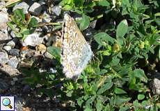 Hauhechelbläuling (Polyommatus icarus)