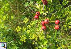 Weißdorn-Beeren (Crataegus sp.)