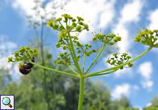 Asiatische Marienkäfer (Harmonia axyridis) bei der Paarung