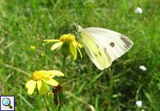 Kleiner Kohlweißling (Pieris rapae)