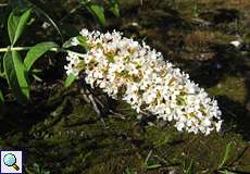 Schmetterlingsflieder (Buddleja davidii)