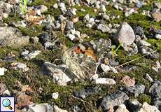 Distelfalter (Painted Lady, Vanessa cardui)
