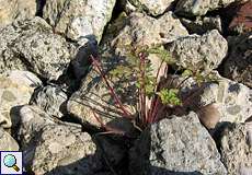 Storchschnabel (Geranium sp.) im Schotter