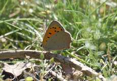 Kleiner Feuerfalter (Lycaena phlaeas)