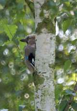 Eichelhäher (Garrulus glandarius)