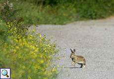 Wildkaninchen (Oryctolagus cuniculus)