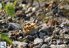 Distelfalter (Painted Lady, Vanessa cardui)