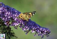 Distelfalter (Painted Lady, Vanessa cardui)