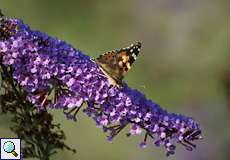 Distelfalter (Vanessa cardui)