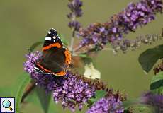 Admiral (Vanessa atalanta)