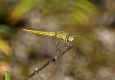 Weibliche Frühe Heidelibelle (Red-veined Darter, Sympetrum fonscolombii)