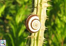 Garten-Bänderschnecke (Cepaea hortensis) auf der Halde Schurenbach