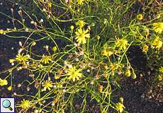 Schmalblättriges Greiskraut (Senecio inaequidens) auf dem Plateau der Halde Schurenbach