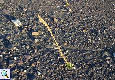 Königskerze (Verbascum sp.) auf dem Plateau der Halde Schurenbach