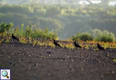 Rabenkrähen (Corvus corone) auf dem Plateau der Halde Schurenbach