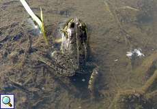Teichfrosch (Pelophylax esculentus)