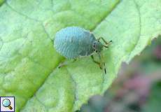 Nymphe der Grünen Stinkwanze (Palomena prasina)