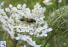 Insekt auf einer Möhrenblüte (Daucus carota)