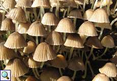 Viersporige Nitrat-Helmlinge (Mycena stipata) auf Totholz