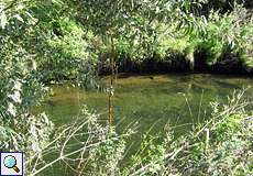 Im Altarm der Ruhr ist ohne die Ufervegetation der Blick frei auf die dort lebenden Fische