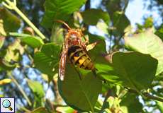 Hornisse (Vespa crabro)