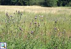 Wiese mit blühenden Acker-Kratzdisteln (Cirsium arvense) in der Heisinger Ruhraue