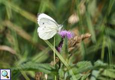 Kleiner Kohlweißling (Pieris rapae)