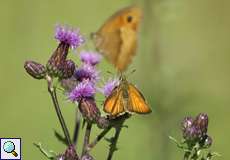 Braun-Dickkopffalter (Thymelicus sp.)