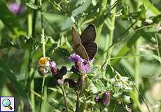 Brauner Waldvogel (Aphantopus hyperantus)