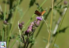 Kleiner Feuerfalter (Lycaena phlaeas)