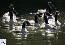 Kanadagänse (Branta canadensis) auf der Ruhr