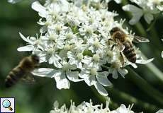 Riesen-Bärenklau (Heracleum mantegazzianum) mit Westlichen Honigbienen (Apis mellifera)