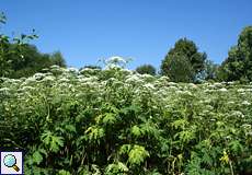 Riesen-Bärenklau (Heracleum mantegazzianum)