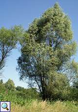 Stattliche Gemeine Esche (Fraxinus excelsior) in der Heisinger Ruhraue
