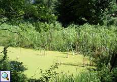 Tümpel mit Vegetation in der Heisinger Aue