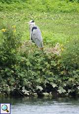 Graureiher (Ardea cinerea)