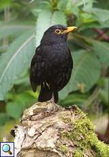 Amsel-Männchen (Turdus merula)
