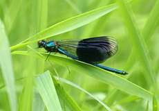 Männliche Gebänderte Prachtlibelle (Calopteryx splendens)