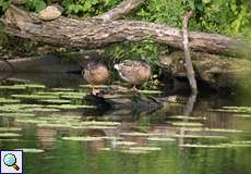 Schlafende Stockenten (Anas platyrhynchos)