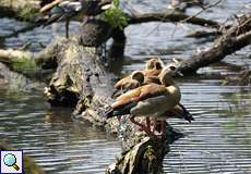 Nilgänse (Alopochen aegyptiaca)