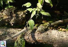 Teichfrosch (Pelophylax esculentus)