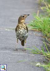 Singdrossel (Turdus philomelos)