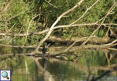 Kormoran (Phalacrocorax carbo carbo) am Ruhr-Altarm