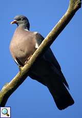 Ringeltaube (Columba palumbus)