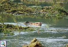 Stockente (Anas platyrhynchos) auf einer überfluteten Wiese