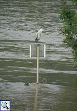 Graureiher (Ardea cinerea) auf einem Schild in den Fluten der Ruhr